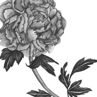 Flowers in Grey III Framed Print