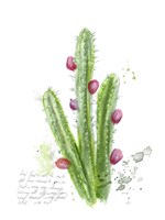 Cactus Verse II Framed Print