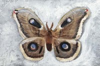 Papillon de Nuit II Framed Print