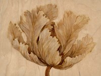 Sepia Tulip on Birch I Framed Print