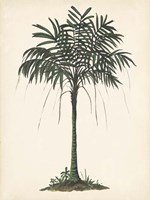 Palm Tree Study II Framed Print