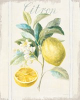 Floursack Lemon IV v2 Framed Print