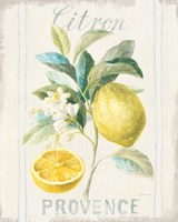 Floursack Lemon IV Framed Print