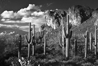 Superstition Mtn Saguaros Arizona Fine Art Print