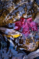 West Fork Creek Leaves Fine Art Print