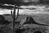 Saguaros Lost Dutchman State Park Arizona Superstition Mtns 2 Fine Art Print