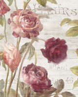 French Roses II Framed Print