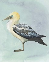 Watercolor Beach Bird III Framed Print