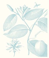 Botanical Study in Spa III Framed Print
