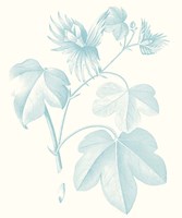 Botanical Study in Spa IV Framed Print