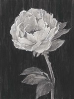 Black and White Flowers II Framed Print