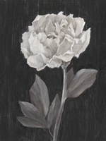 Black and White Flowers IV Framed Print