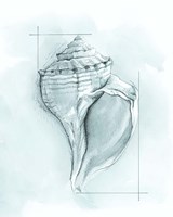 Coastal Shell Schematic I Framed Print