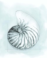 Coastal Shell Schematic II Framed Print