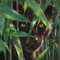 Black Panther - Wild Eyes Framed Print