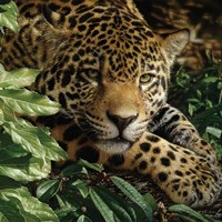 Jaguar - At Rest Framed Print