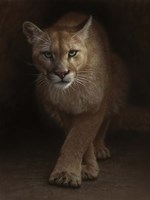 Cougar - Emergence Framed Print