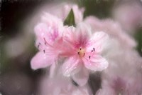 Pink Azaleas Fine Art Print