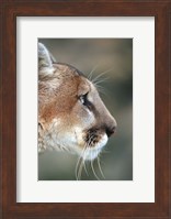 Side Profile Of A Mountain Lion, Montana Fine Art Print