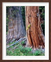 Two Incense Cedar Trees, Oregon Fine Art Print