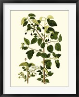 Olive Greenery V Fine Art Print