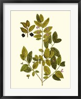 Olive Greenery VII Fine Art Print