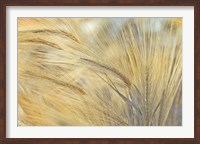 Foxtail Fine Art Print