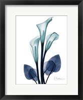 X-Ray Flower Art | X-Ray Flower Prints at FulcrumGallery