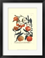 Fruits III Fine Art Print