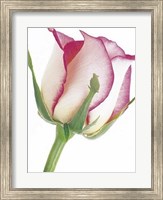 Rose in Bloom Fine Art Print