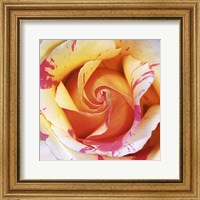 White and Purple Rose Fine Art Print