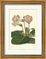 Gloxinia Garden II Fine Art Print