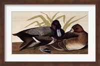 Scaup Duck Fine Art Print