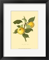 Grange Apple Fine Art Print