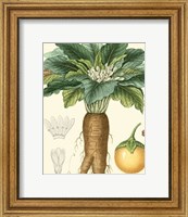 Turpin Tropicals VII Fine Art Print