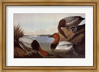 Canvas Backed Duck Fine Art Print