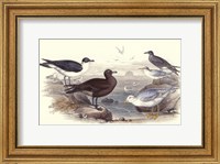 Gulls & Terns Fine Art Print