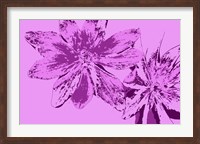 Pink Anemone Fine Art Print