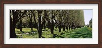 Trees along a walkway in a botanical garden, Niagara Falls, Ontario, Canada Fine Art Print