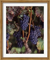 Purple Grapes, Wine Country, California Fine Art Print