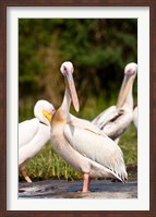 Great White Pelican, Lake Chamo, Nechisar National Park, Arba Minch, Ethiopia Fine Art Print