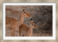 Mother and Young Impala, Kenya Fine Art Print