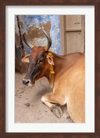 Cow withFflowers, Varanasi, India Fine Art Print