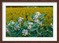 Flower Field, Southern India Fine Art Print