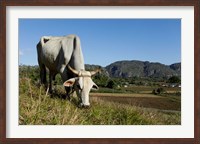 Ox Grazing, Farm animals, Vinales, Cuba Fine Art Print