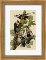 Pileated Woodpecker Fine Art Print