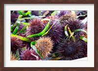 Street Market Stall with Sea Urchins Oursin, France Fine Art Print