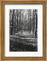 Through the Woods Fine Art Print