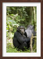 Uganda, Kibale National Park, Young Male Chimpanzee Fine Art Print