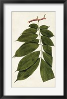 Leaf Varieties III Fine Art Print